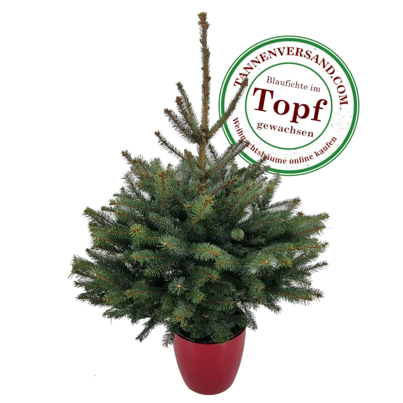 Weihnachtsbaum Blaufichte im Topf gewachsen